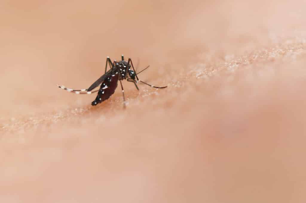 dengue Evropa vyhnout